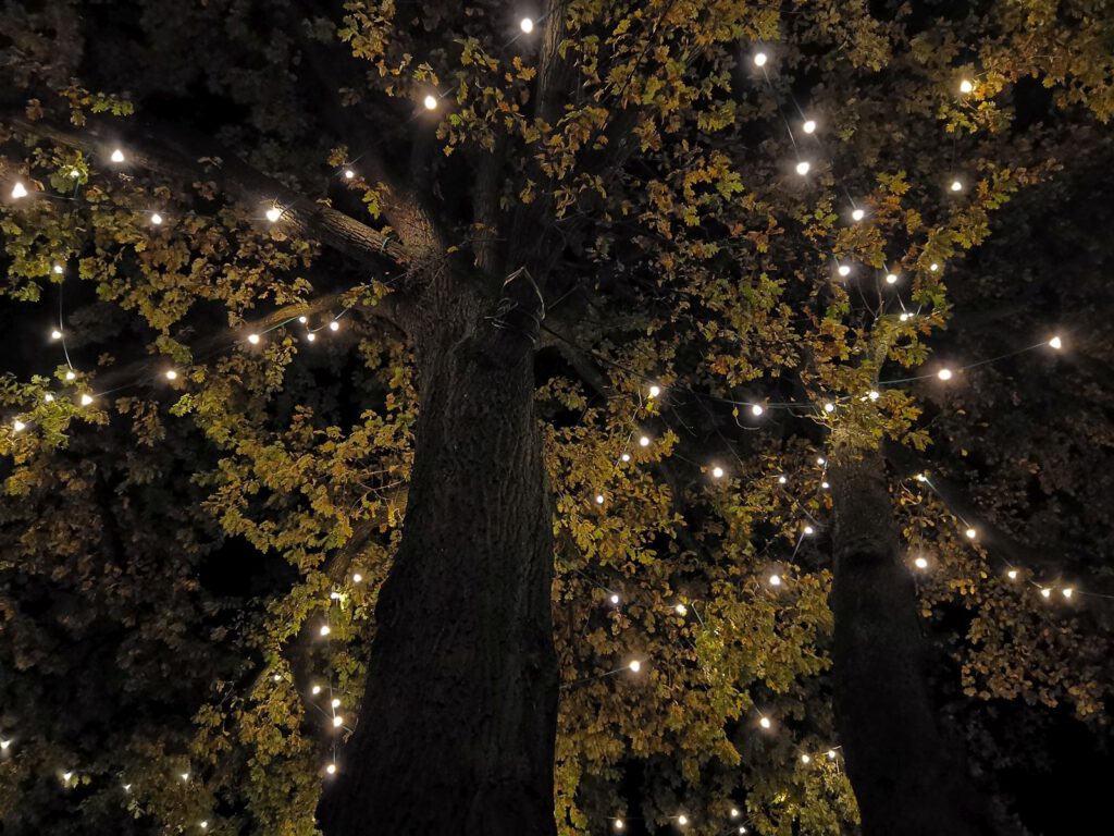 LED-Beleutung - Ein Blick in die Baumkrone